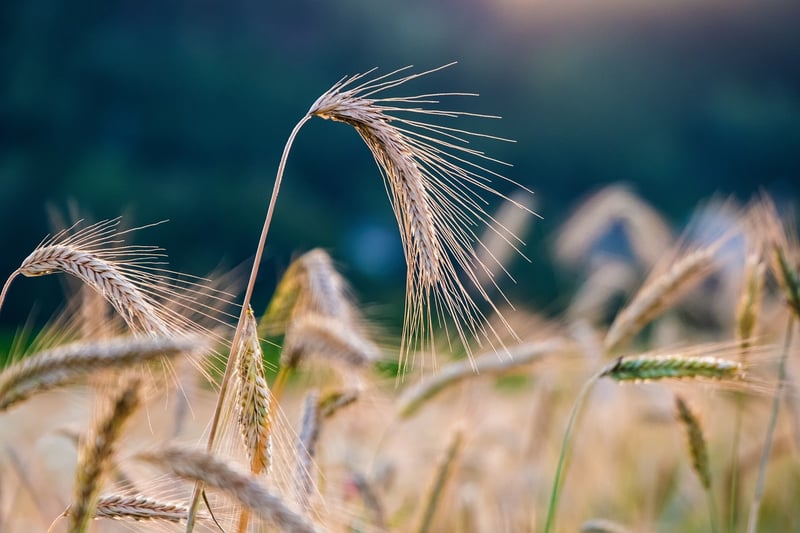 Crop Selection