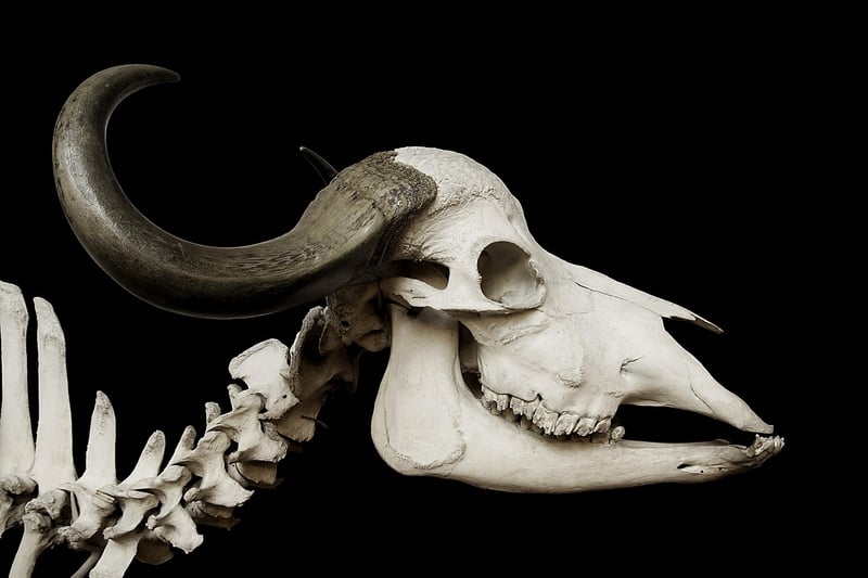 Bone Meal