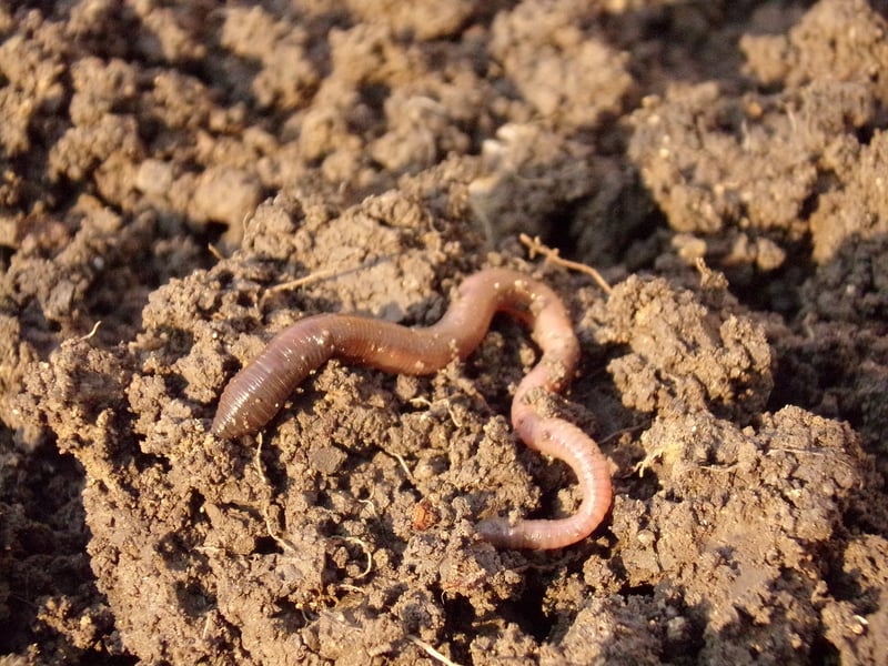 Compost