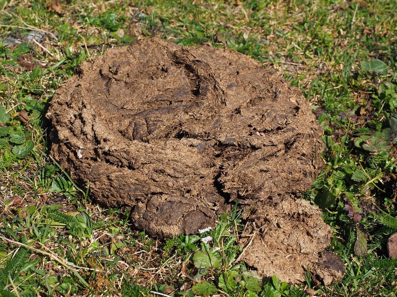Manure